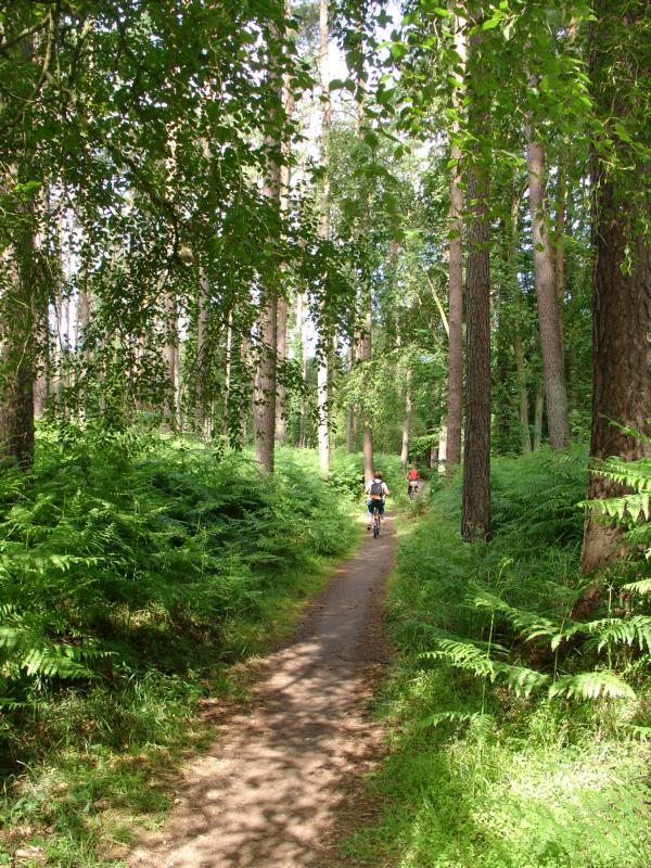 Darßwald